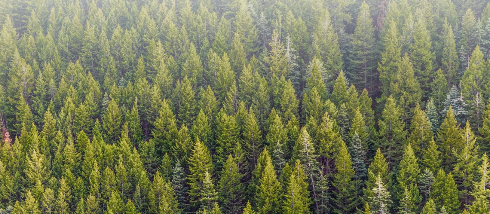 Birds eye view of a forest filled with trees